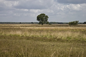 Dwingelderveld, Drenthe