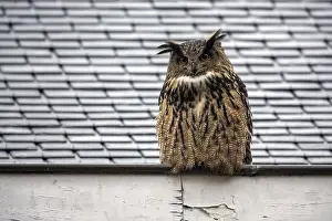 European Eagle Owl Drucke: Eagle Owl, Bubo bubo