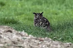 European Eagle Owl Drucke: Eagle Owl, Bubo bubo