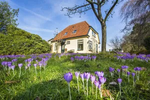 Early Crocus Drucke: Early Crocus, Crocus tomassinianus