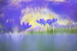 European Garden Plants Drucke: Early Crocus, Crocus tomassinianus