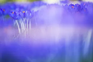 Early Crocus Drucke: Early Crocus, Crocus tomassinianus
