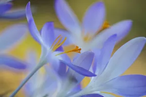 Early Crocus Drucke: Early Crocus, Crocus tomassinianus