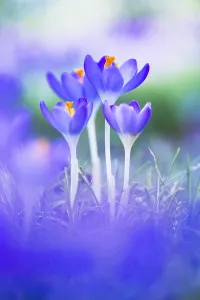 Early Crocus Drucke: Early Crocus, Crocus tomassinianus