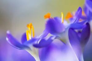 European Garden Plants Drucke: Early Crocus, Crocus tomassinianus
