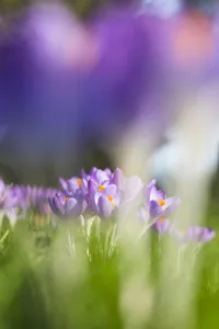 European Garden Plants Drucke: Early Crocus, Crocus tomassinianus