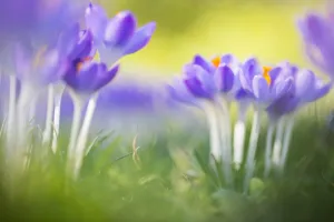 Early Crocus Drucke: Early Crocus, Crocus tomassinianus
