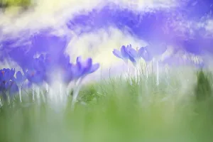 Early Crocus Drucke: Early Crocus, Crocus tomassinianus