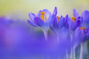 Early Crocus Drucke: Early Crocus, Crocus tomassinianus