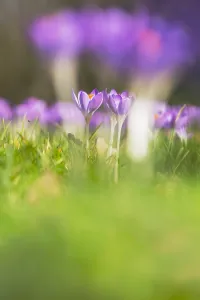 Early Crocus Drucke: Early Crocus, Crocus tomassinianus