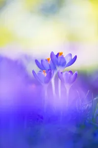 Early Crocus Drucke: Early Crocus, Crocus tomassinianus