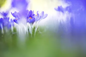 Early Crocus Drucke: Early Crocus, Crocus tomassinianus