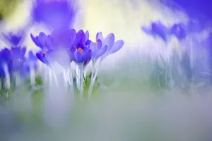 Early Crocus Drucke: Early Crocus, Crocus tomassinianus