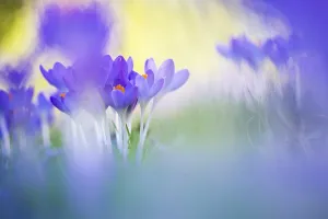 Early Crocus Drucke: Early Crocus, Crocus tomassinianus