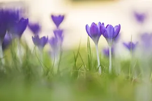 Early Crocus Drucke: Early Crocus, Crocus tomassinianus
