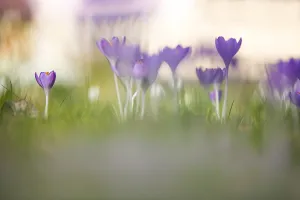 Early Crocus Drucke: Early Crocus, Crocus tomassinianus
