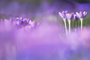 Early Crocus Drucke: Early Crocus, Crocus tomassinianus