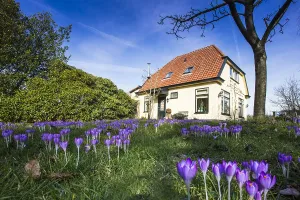 Early Crocus Drucke: Early Crocus, Crocus tomassinianus