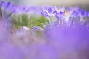 Early Crocus Drucke: Early Crocus, Crocus tomassinianus