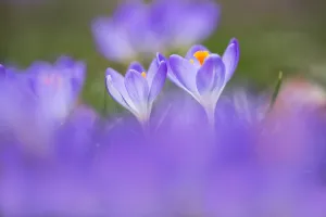 Early Crocus Drucke: Early Crocus, Crocus tomassinianus
