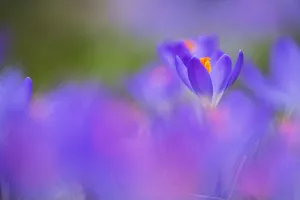 Early Crocus Drucke: Early Crocus, Crocus tomassinianus