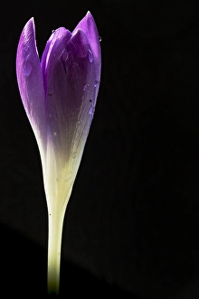 Early Crocus Drucke: Early Crocus, Crocus tommasinianus