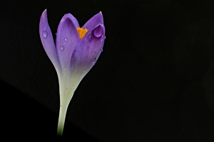 Early Crocus Drucke: Early Crocus, Crocus tommasinianus