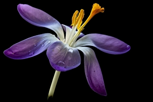 Early Crocus Drucke: Early Crocus, Crocus tommasinianus