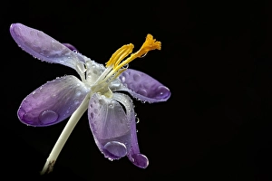 Early Crocus Drucke: Early Crocus, Crocus tommasinianus