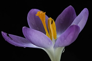 Early Crocus Drucke: Early Crocus, Crocus tommasinianus