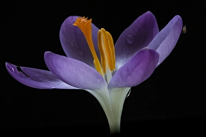 Early Crocus Drucke: Early Crocus, Crocus tommasinianus