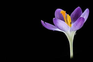 Early Crocus Drucke: Early Crocus, Crocus tommasinianus