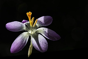 Early Crocus Drucke: Early Crocus, Crocus tommasinianus