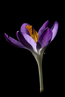 Early Crocus Drucke: Early Crocus, Crocus tommasinianus