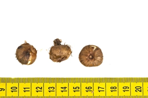Early Crocus Drucke: Early Crocus, Crocus tommasinianus
