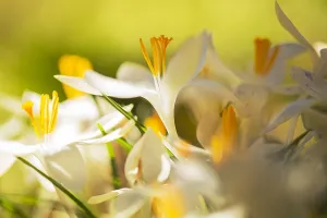 Early Crocus Drucke: Early Crocus, Crocus tommasinianus