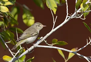 Egyptian Wildlife Photos Drucke: Eastern Bonelli's Warbler, Phylloscopus orientalis