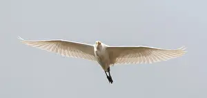 Wildlife In Flight Drucke: Eastern Cattle Egret, Bubulcus coromandus