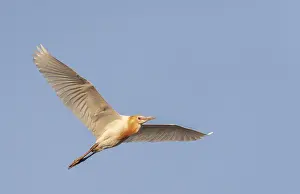 Gerahmter Druck : Ostlicher Kuhreiher, Bubulcus ibis Gerahmter Druck : Ostlicher Kuhreiher, Bubulcus ibis