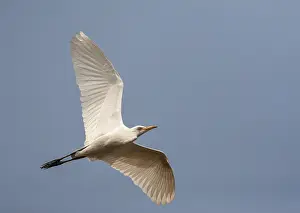 Gerahmter Druck : Ostlicher Rinderegret, Bubulcus ibis