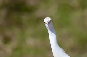 Gerahmter Druck : Ostlicher Riedbrüter, Bubulcus ibis Gerahmter Druck : Ostlicher Riedbrüter, Bubulcus ibis