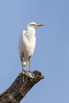 Gerahmter Druck : Ostlicher Riedbrüter, Bubulcus ibis Gerahmter Druck : Ostlicher Riedbrüter, Bubulcus ibis