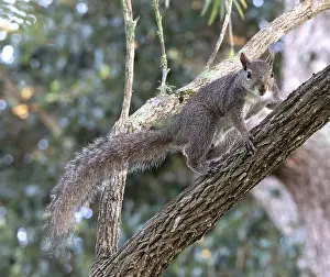 North American Mammals Drucke: Eastern gray squirrel, Sciurus carolinensis