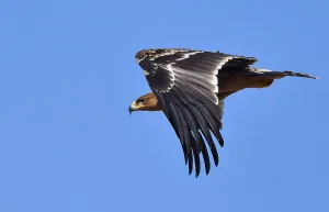 Eastern Imperial Eagle Drucke: Eastern Imperial Eagle