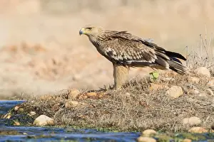 Eastern Imperial Eagle Drucke: Eastern Imperial Eagle