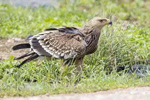 Eastern Imperial Eagle Drucke: Eastern Imperial Eagle