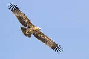 Eastern Imperial Eagle Drucke: Eastern Imperial Eagle