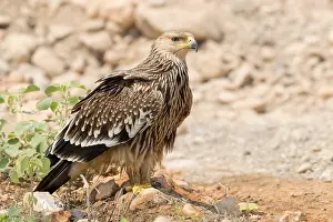 Eastern Imperial Eagle Drucke: Eastern Imperial Eagle