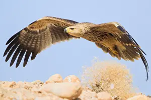 Eastern Imperial Eagle Drucke: Eastern Imperial Eagle
