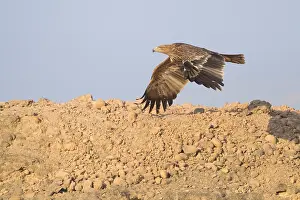 Accipitridae Species Drucke: Eastern Imperial Eagle